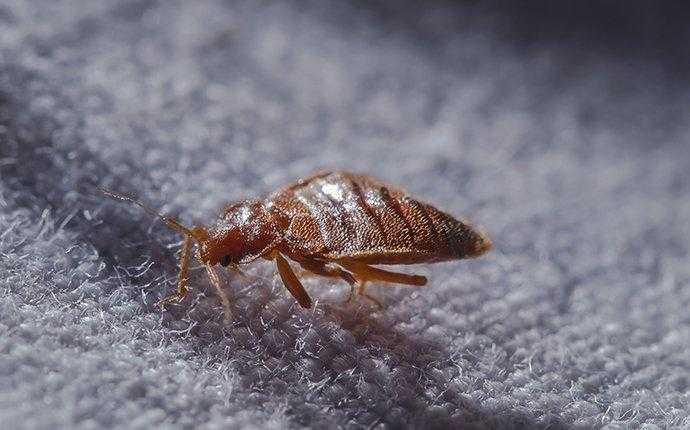 bedbug on mattress in south florida