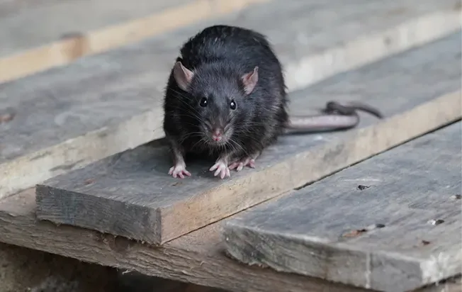 A black rat on a pallet