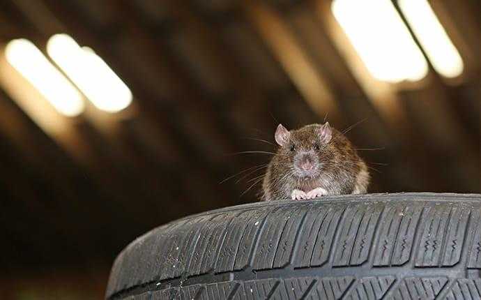rat on tire in south florida