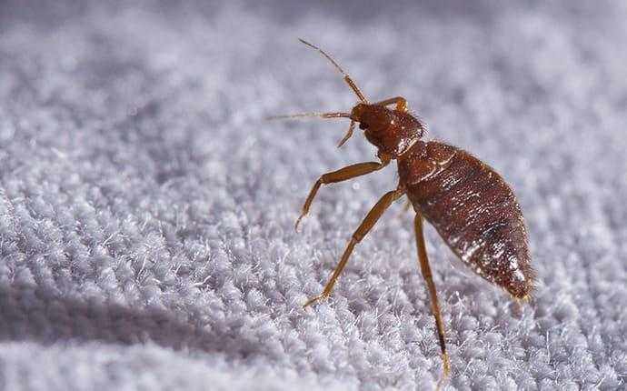 bedbug on sheet in south florida