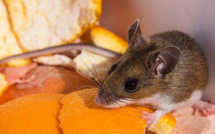 mouse eating orange peels in south florida