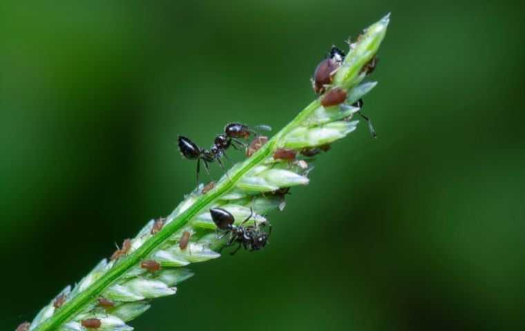 Acrobat ants on plant with aphids in Palm Beach County