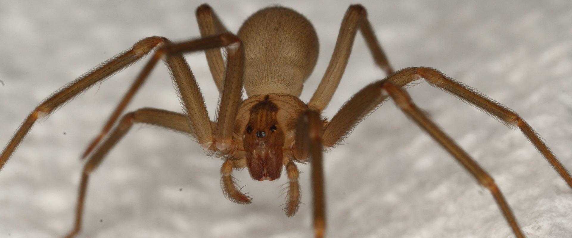 brown recluse spider on ground in south florida