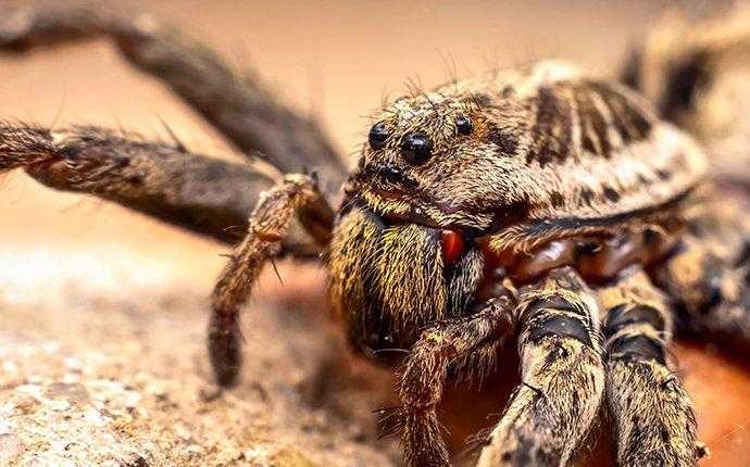 wolf spider in south florida