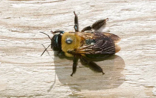 top view image of a carpenter bee