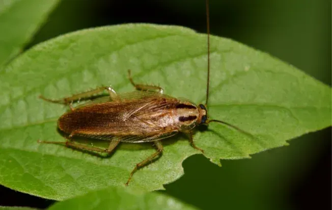 german cockroach on a leaf