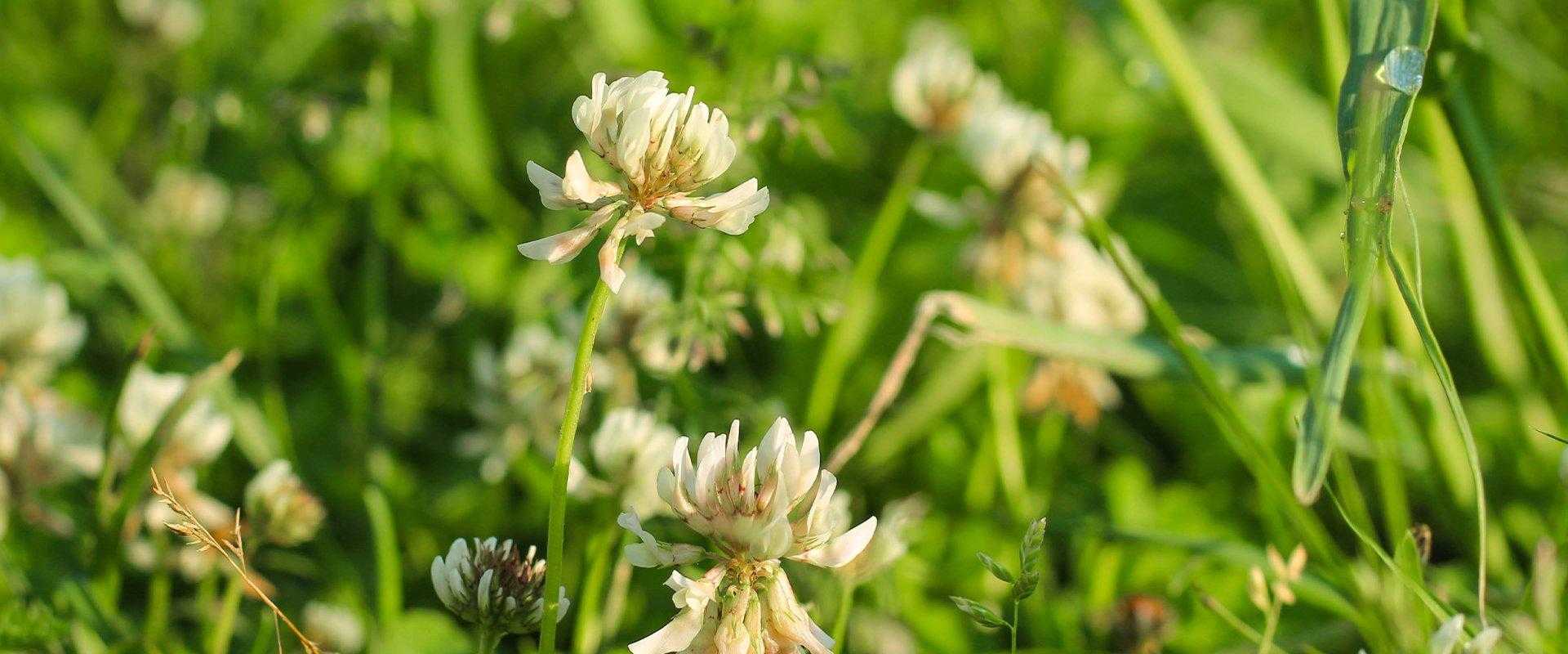 clover weeds in south florida