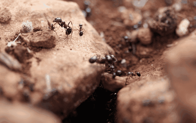 Pavement ants in Boca Raton