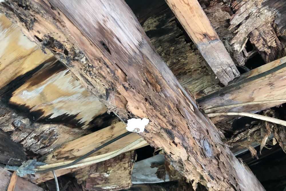 Termite damage in Miami, FL