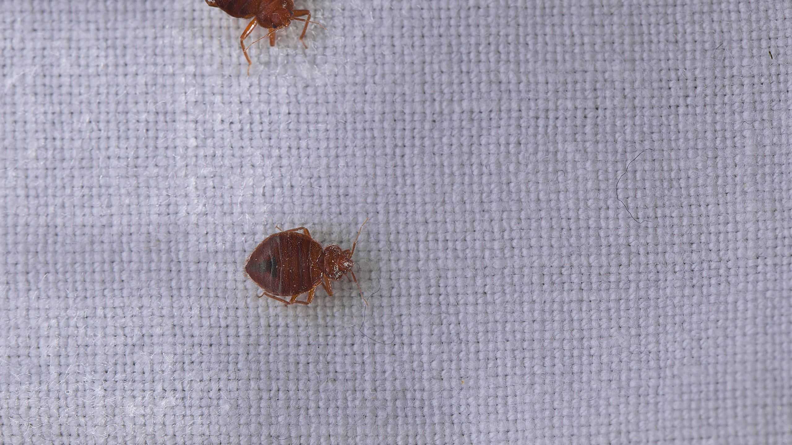 Bed bug extermination West Palm Beach