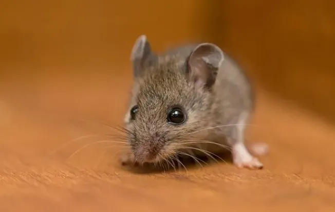 little mouse inside a home