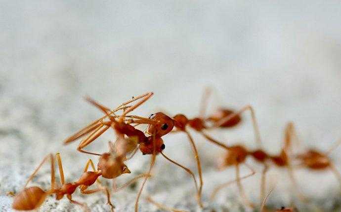 fire ants in south florida
