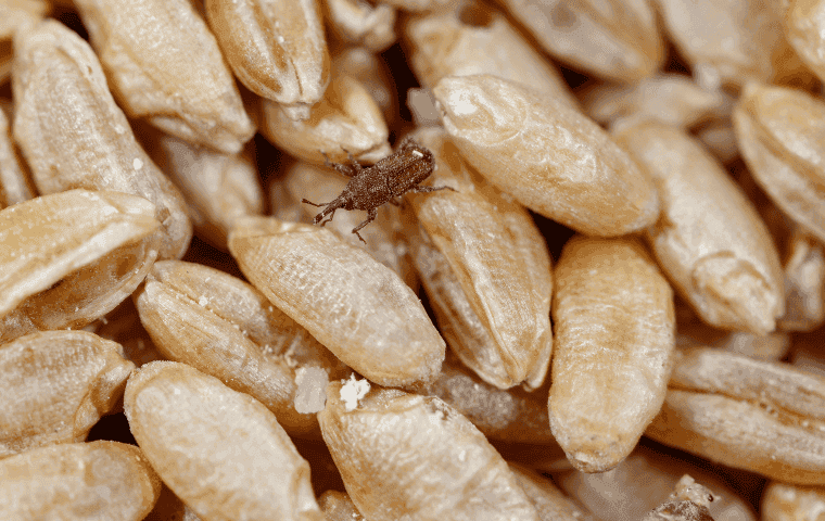 Grain weevils in Florida