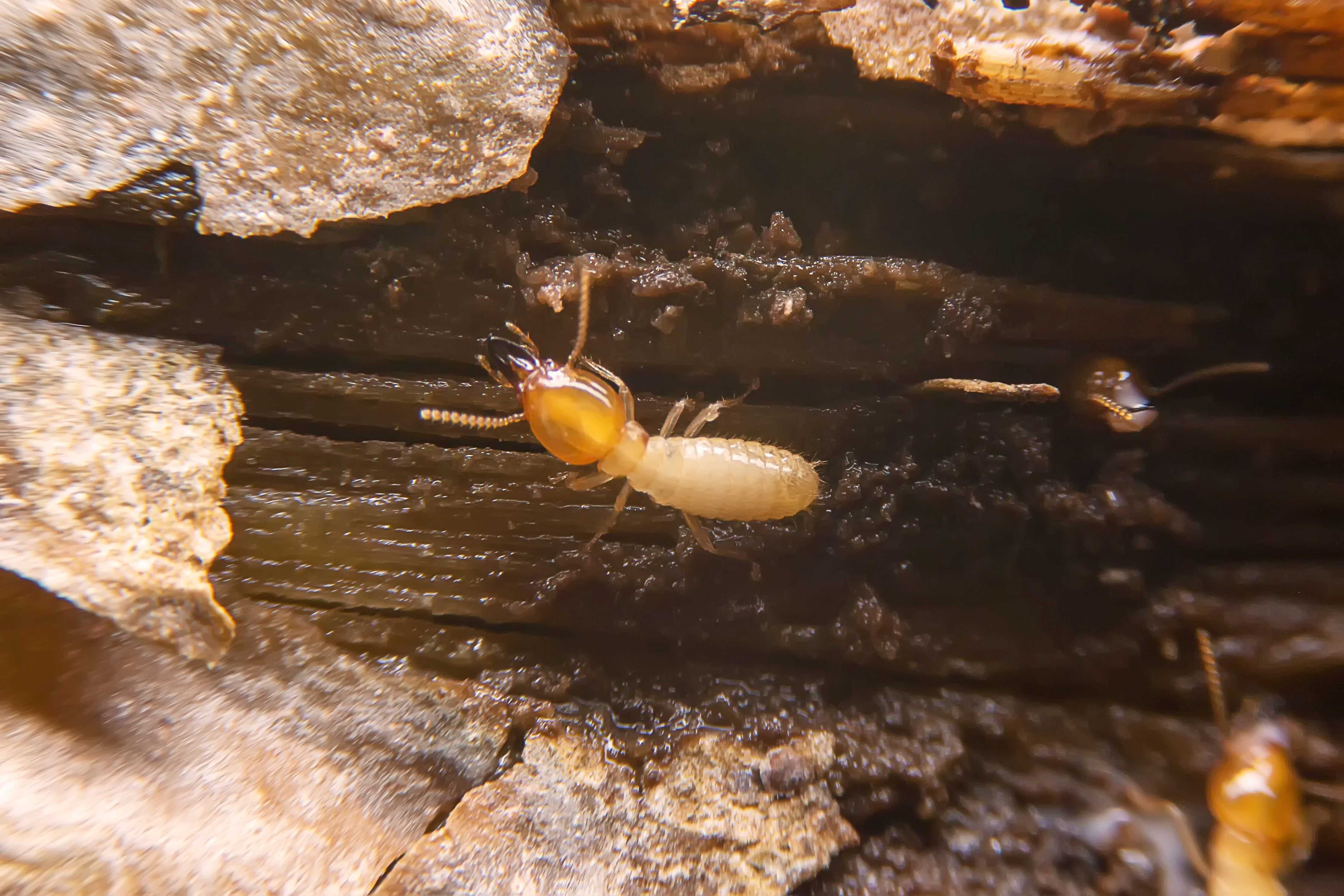 Subterranean termite in West Palm Beach