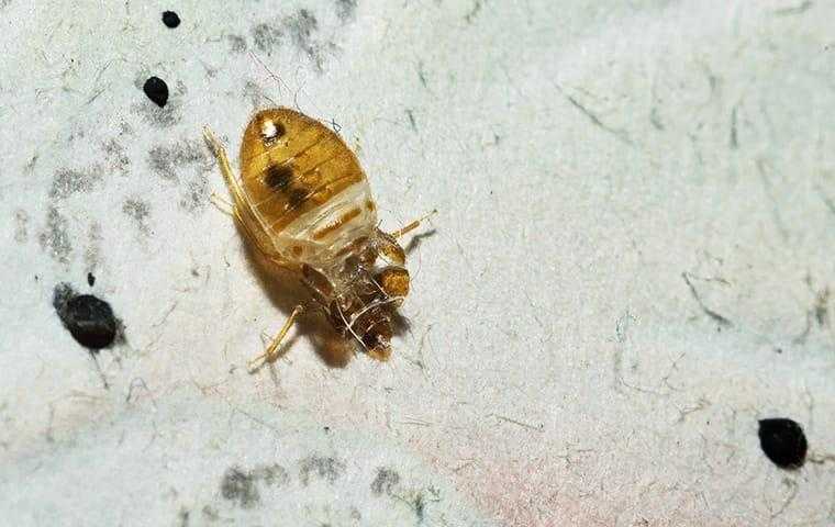 bedbug in south florida