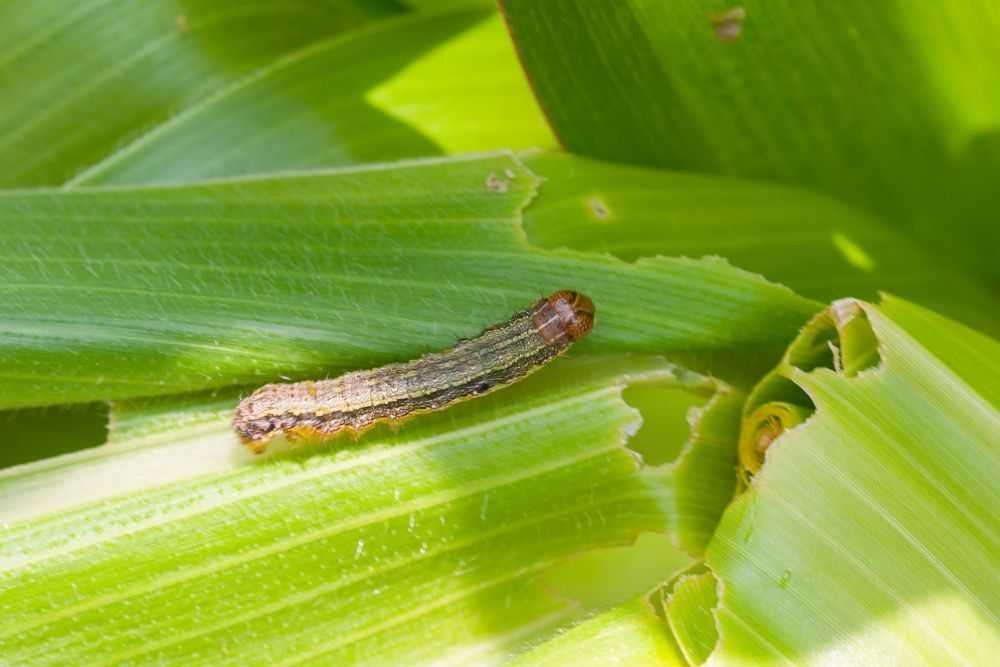 fall armyworm on leaf