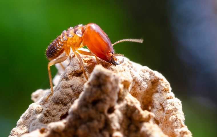 Termite Treatment in Fort Lauderdale