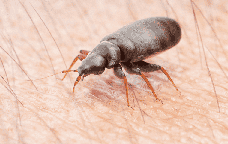 Common Florida bed bug