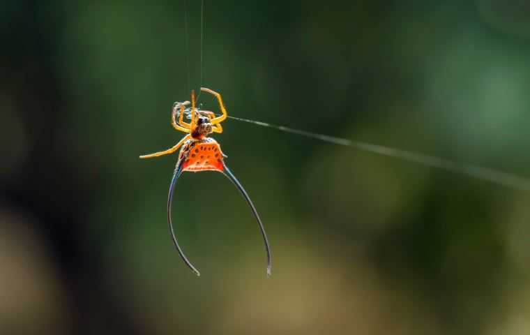 Spider control in Miami, FL