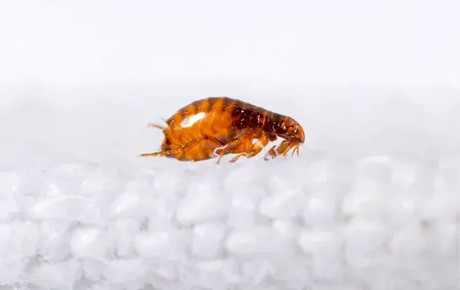 a flea