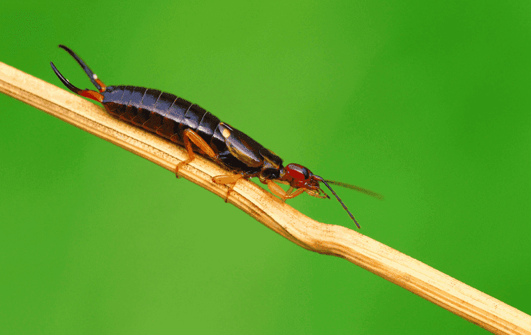 Common Florida earwig