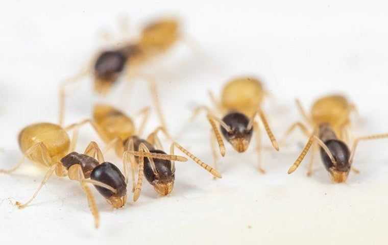 Exterminate ants in Boca Raton