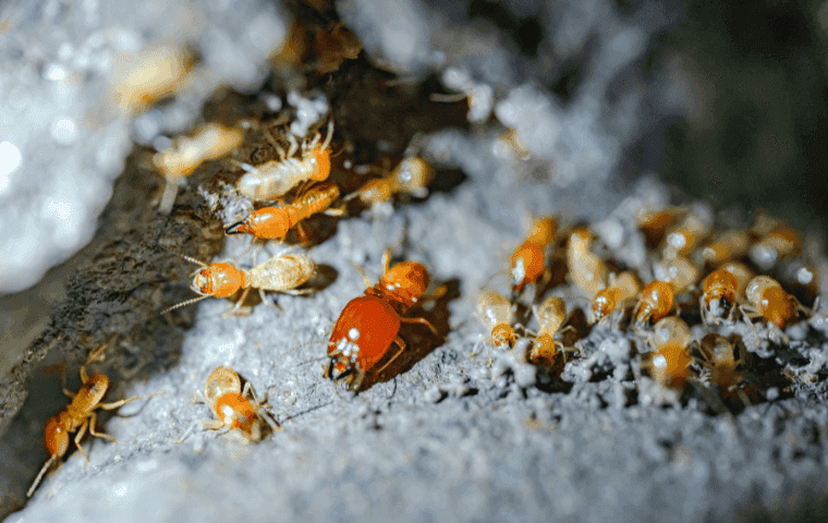 Formosan Termites in Fort Lauderdale, FL