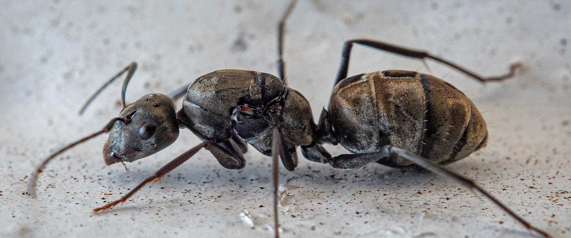 ant in garage in south florida