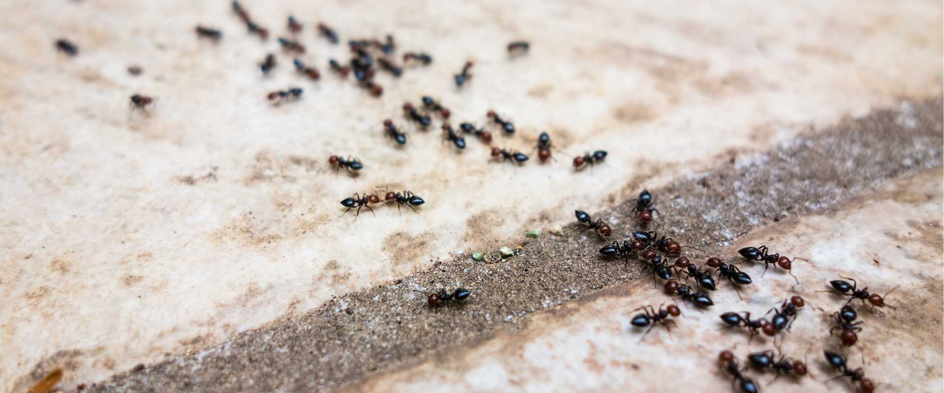 Ant Control In Coral Springs FL