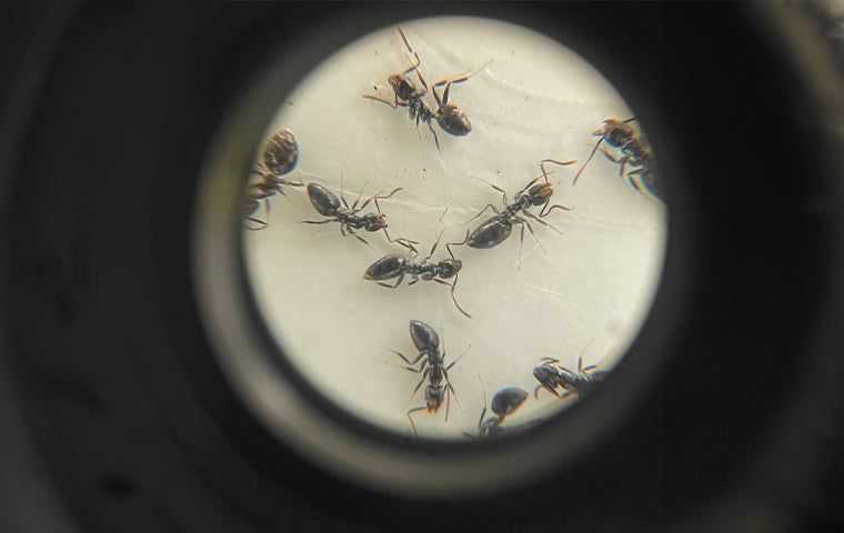 White footed ants under a microscope