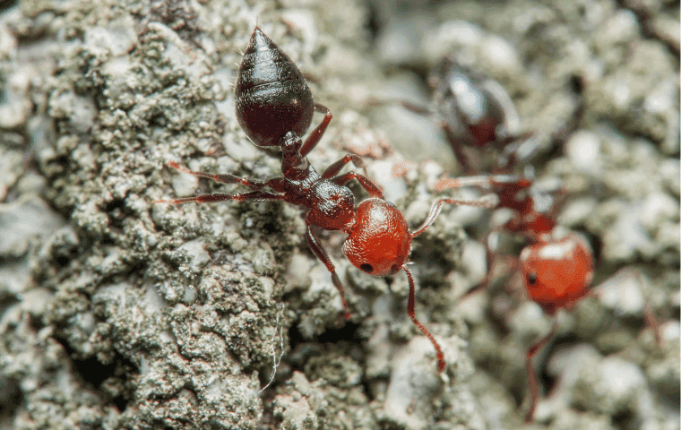 Acrobat Ant Pest Control in Florida