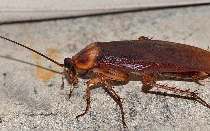 cockroach on rock in south florida