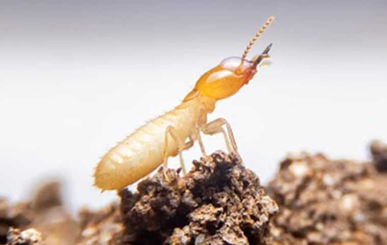 termite on mound