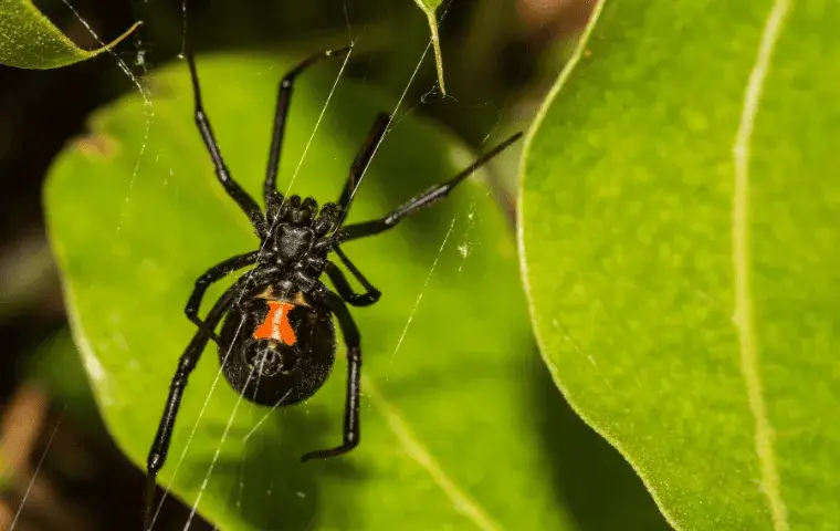 A black widow spider on a leaf