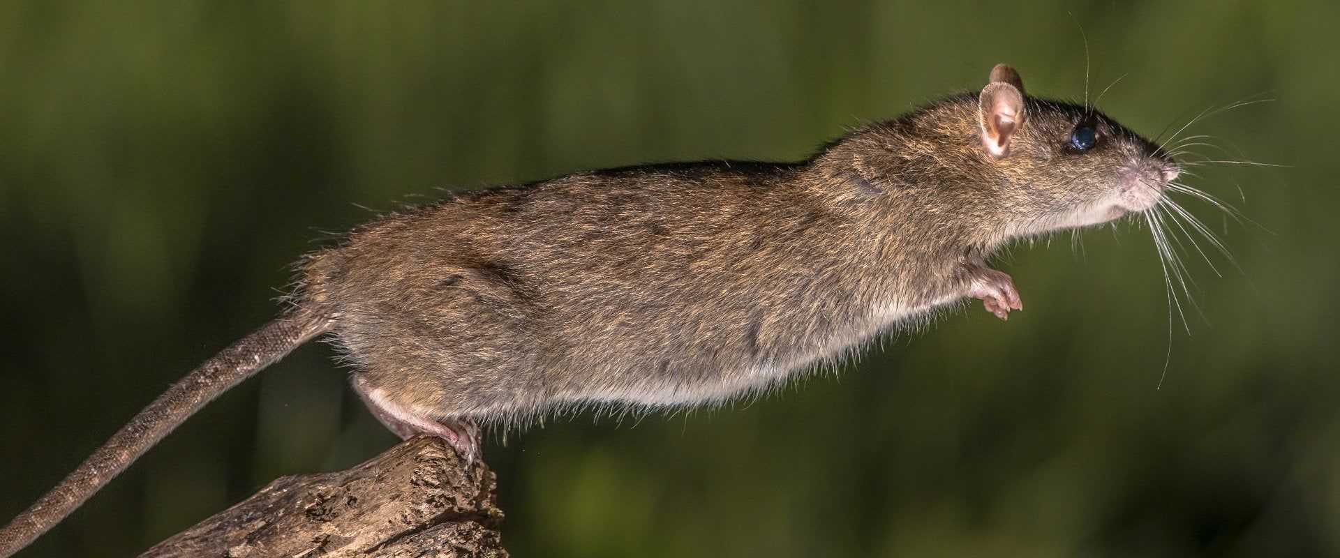 rodent leaping  in south florida