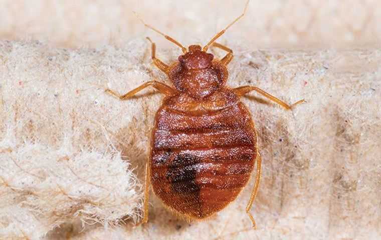 bedbug on box spring in south Florida