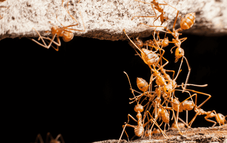 red ant colony in West Palm Beach, FL