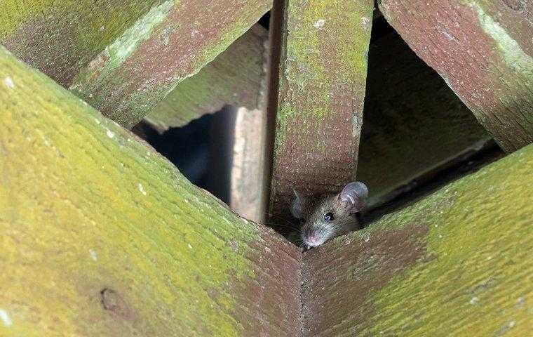 mouse in rafters in south florida