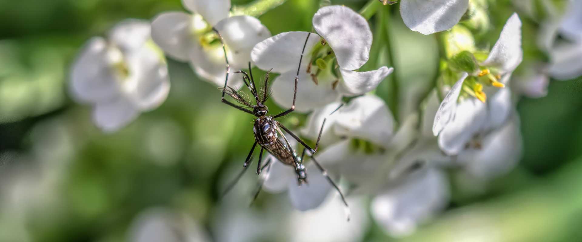 Mosquito Control Pembroke Pines FL