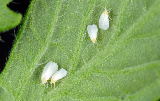 whitefly on leaf