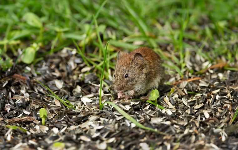 woodville rodent control