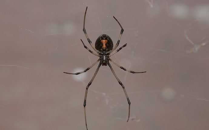 black widow spider in south florida