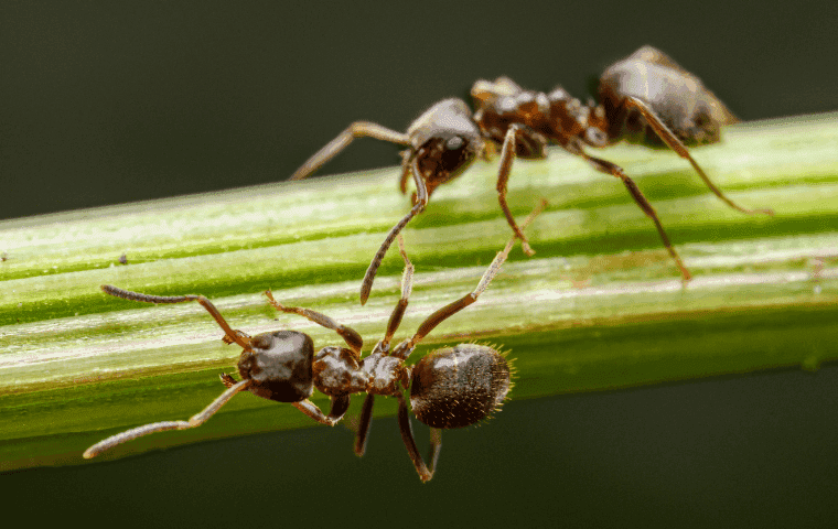How to prevent ants in West Palm Beach