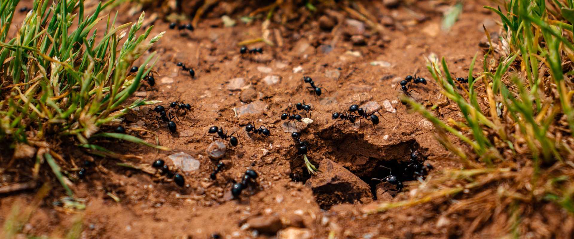 Ant Control In Hollywood FL