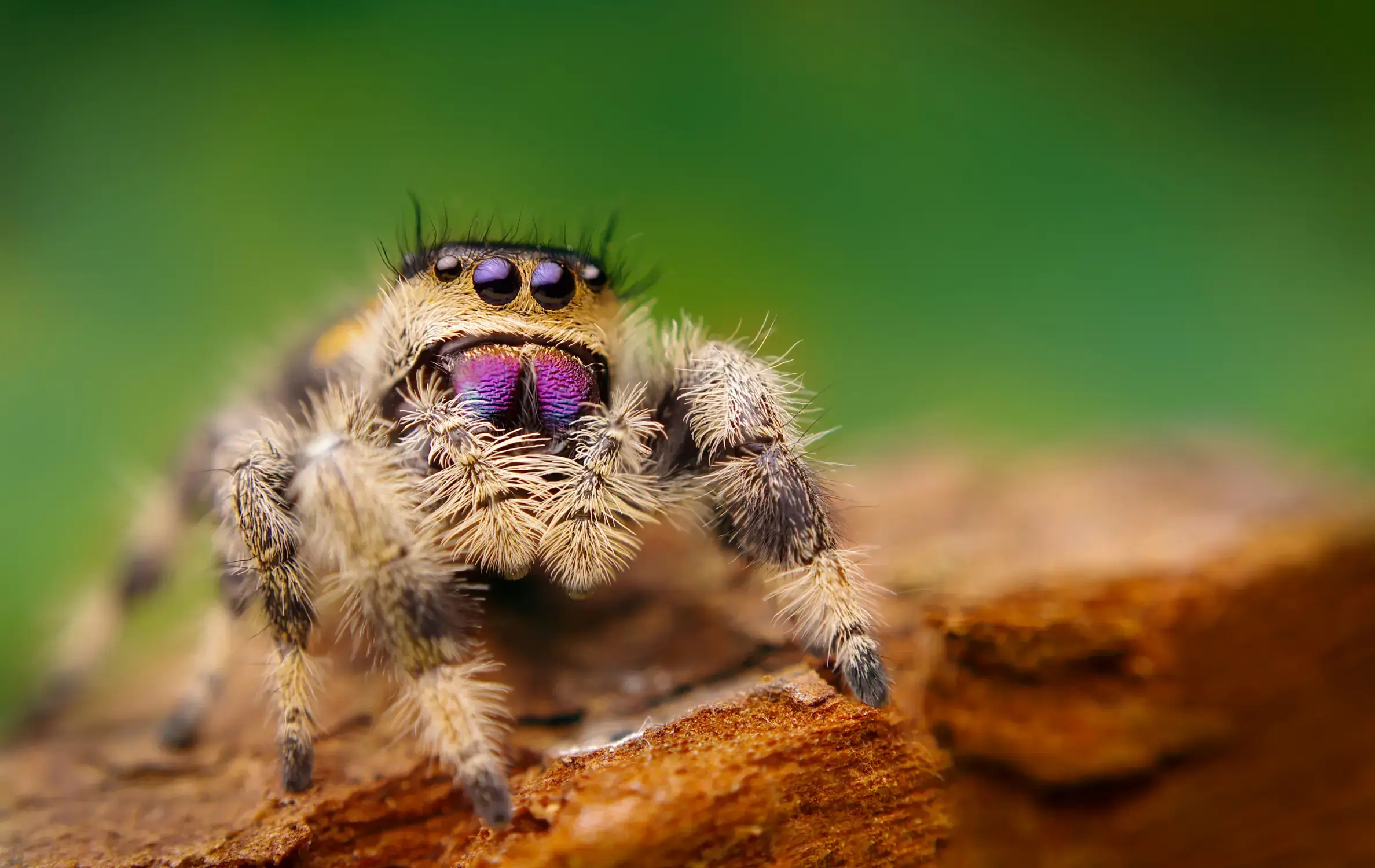 Jumping Spiders in Florida