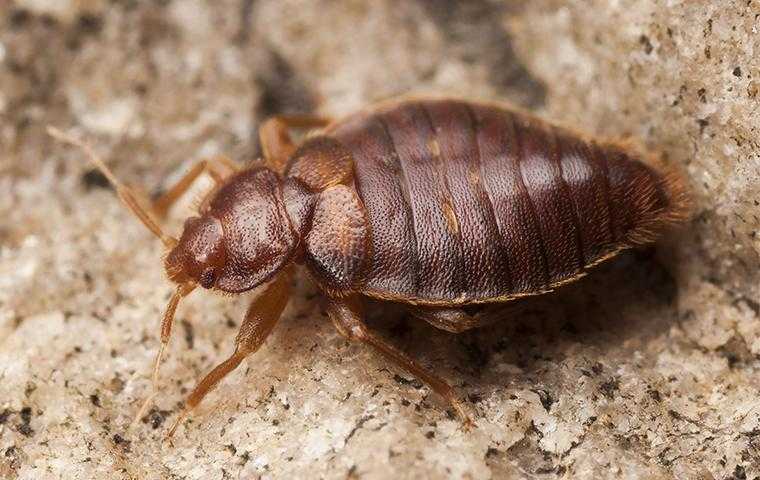 bedbug on gravel in south florida