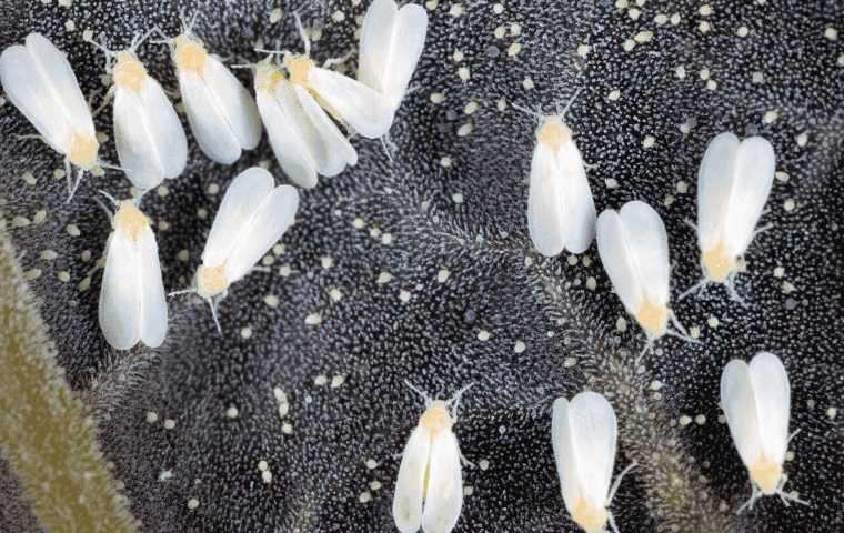 Professional whitefly control in Plantation, FL