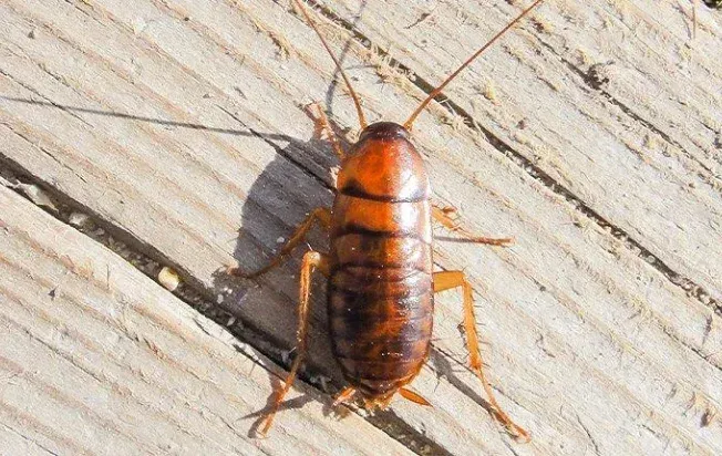 An Asian cockroach