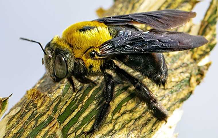Carpenter Bee Control Tallahassee