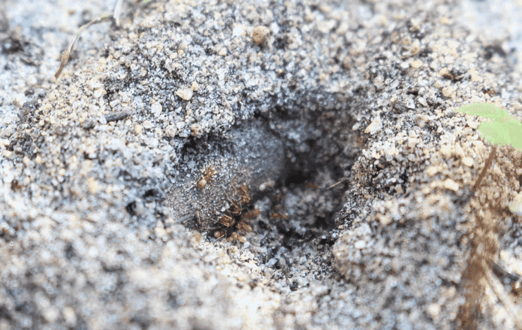 Keep ants off lawn in West Palm Beach